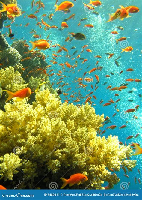 Red Sea Coral Reef stock image. Image of nature, marine - 6480411