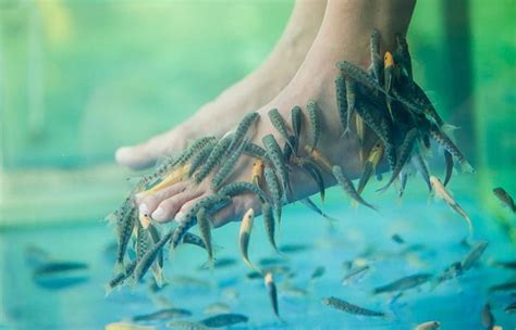 Fish Pedicure Spa: Understanding The Benefits And Risks, 54% OFF