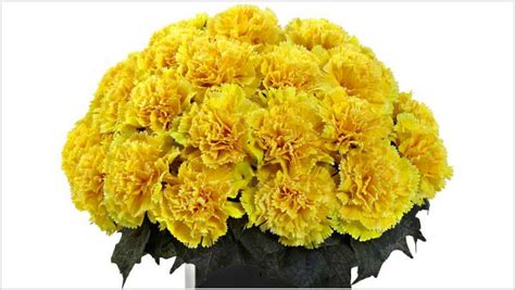 Know about the Carnations meaning according to their color