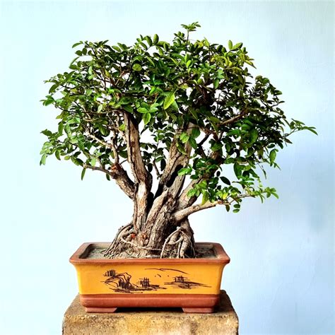 Brazilian Pepper Tree (Flower & Fruit) - Lones Bonsai