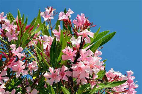 9 of the Best Oleander Varieties | Gardener’s Path