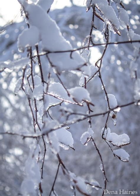 13 Snow Photography Tips: A Beginner's Guide