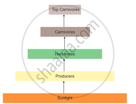 Draw a diagram showing flow of energy from solar input to a food chain having four trophic ...