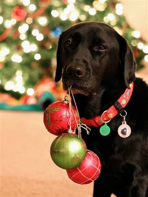 19 Christmas Cards Ideas for Your Pets | Brit + Co