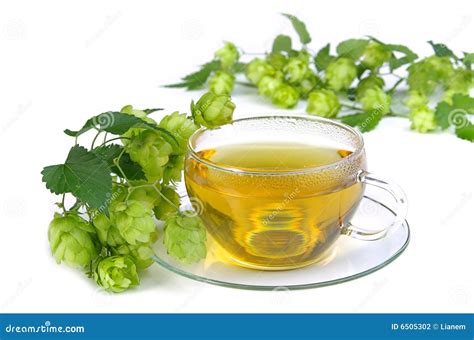 Tea hop 03 stock photo. Image of ptisan, bunch, leaf, green - 6505302