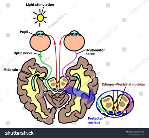 Pathway Pupillary Light Reflex Response Pupillary Stock Illustration 2193367075 | Shutterstock