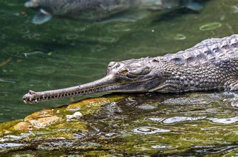 Premium Photo | Closeup of a formidable saltwater crocodile apex ...