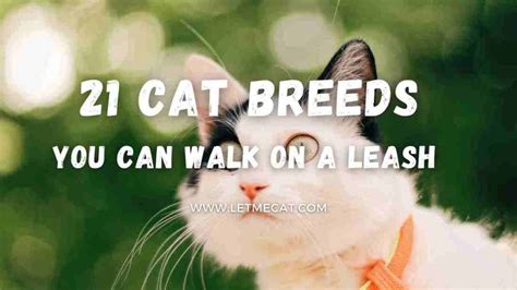 Top 21 Cute Cat Breeds You Can Walk On A Leash | by Zeeshan Waziri | Medium