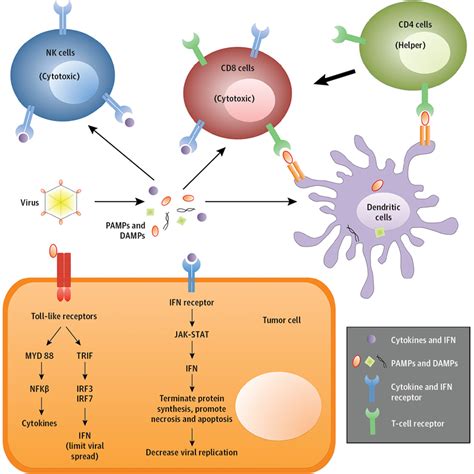 Oncolytic Viruses in Cancer Treatment: A Review | Targeted and Immune Cancer Therapy | JAMA ...