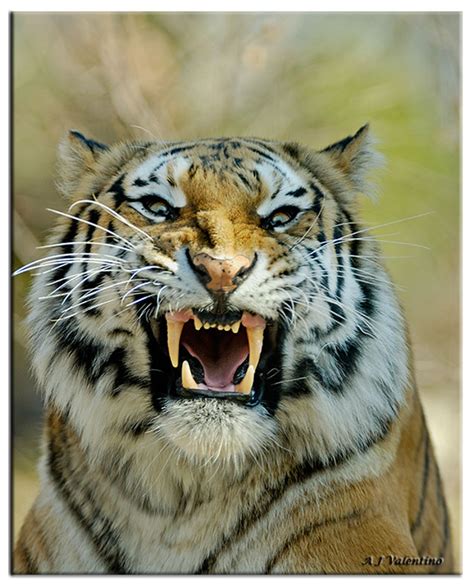 Animals Zoo Park: Angry Tiger Face Pictures