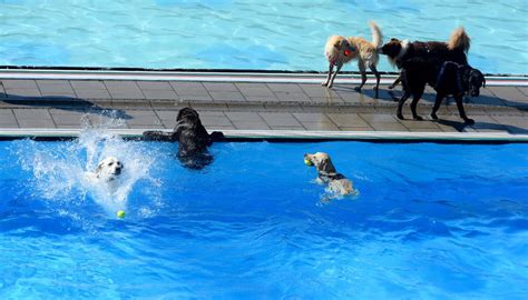 Does Your Dog Need Swim Lessons? - The New York Times