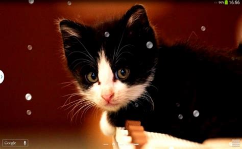 3d Cute Cat Live Wallpaper - Cute Cat Live Wallpaper Download ...