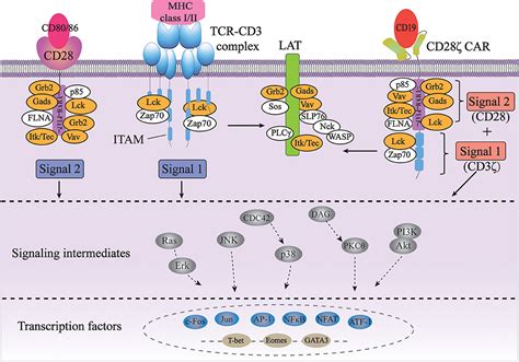 CD28 Signaling Pathway