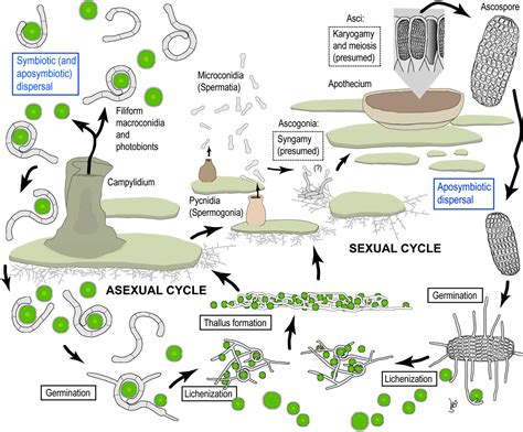 Figure 60 from Complete life cycle of the lichen fungus Calopadia ...