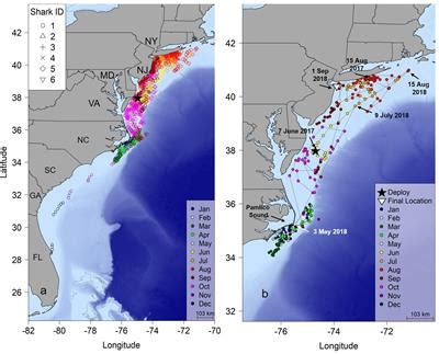 Frontiers | Seasonal Movements and Habitat Use of Juvenile Smooth Hammerhead Sharks in the ...