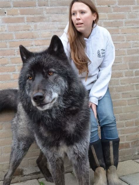 What Is The Largest Wolf Dog Breed