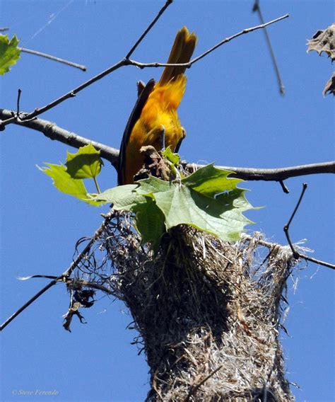 "Natural World" Through My Camera: Baltimore Oriole Nest Activity