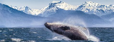 The Ultimate Alaska Cruise | Whale watching cruise, Alaska cruise, Alaska vacation