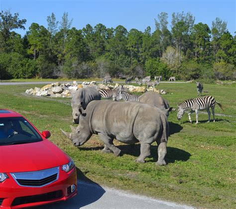 Oktoberfest: Event at the West Palm Beach / Lion Country Safari KOA Journey Campground in Florida