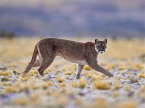 PIRINEOS WILDERNESS: PUMA DE LOS ANDES. CUANDO EL VENENO LES PARALIZA EL CORAZÓN