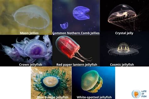 Bioluminescent Jellyfish | 7 Illuminating Facts You Must Know