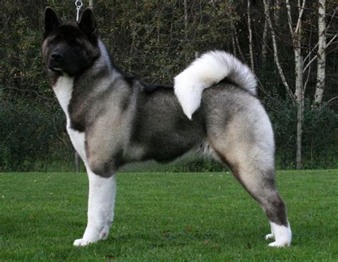 History-of-the-American-Akita-Dog | Bjj Eastern Europe