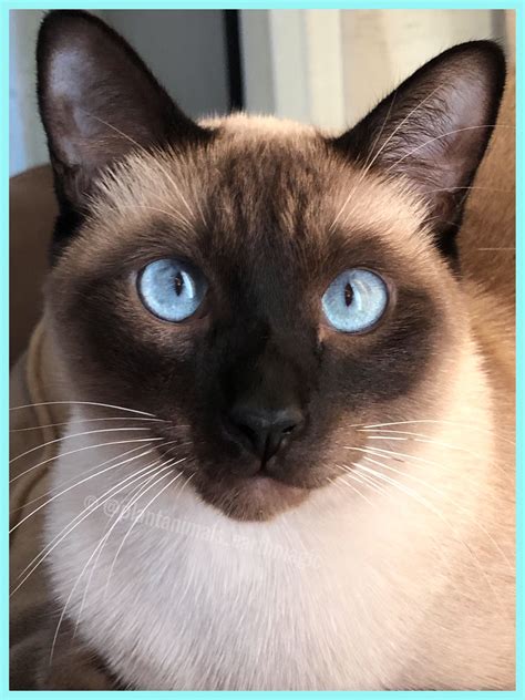 These blue Eyes | Cat breeds siamese, Siamese cats facts, Siamese cats funny