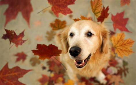 Dogs Autumn - Wallpaper, High Definition, High Quality, Widescreen