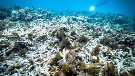 Australia: Mass coral bleaching event underway at Great Barrier Reef | CNN