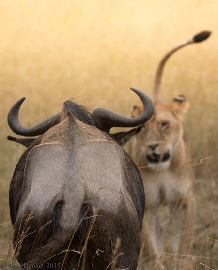 A hunting lesson for young lions - Africa Geographic