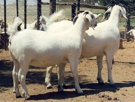 10 Amazing Features Of Savannah Goats