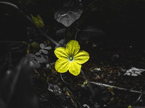 Momordica charantia flower | Plant leaves, Lightroom effects, Flowers