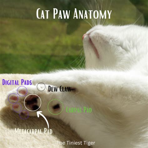 Cat Paw Anatomy - The Tiniest Tiger