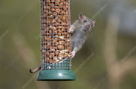 Brown rat feeding at bird feeder - Stock Image - C057/3834 - Science Photo Library