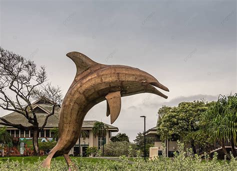 Statue Of A Dolphin At The University Of Hawaii In Kahului Maui Hawaii Photo Background And ...