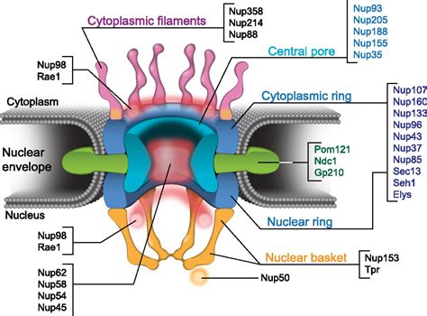 Nuclear pore proteins and the control of genome functions