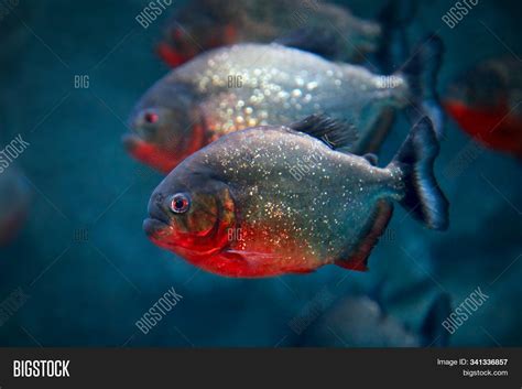 Red-bellied Piranha Image & Photo (Free Trial) | Bigstock