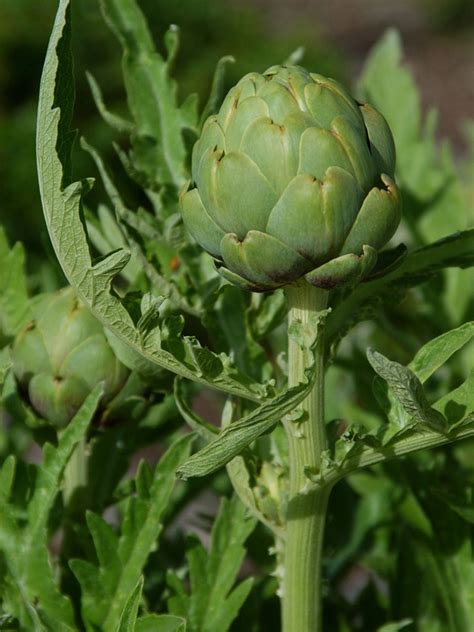 24+ Pleasing Artichoke Companion Plants | Inspiratif Design