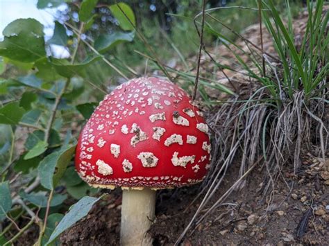 Premium Photo | Bright red mushroom on besides hiking trail mario style ...