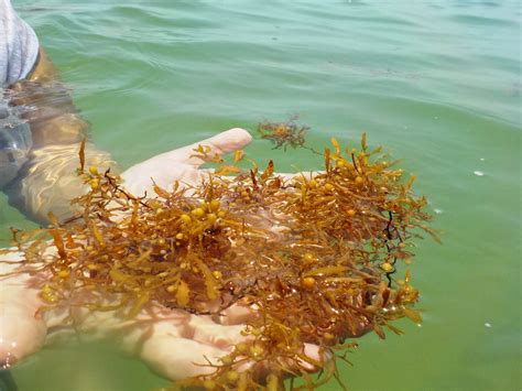 Sargassum: Seaweed or Brown Algae – Thompson Earth Systems Institute