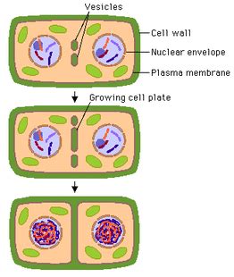 The process of mitosis - IBiology