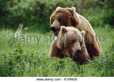 GRIZZLY BEARS mating Stock Photo: 22397996 - Alamy