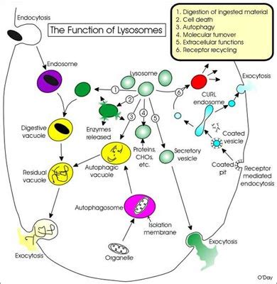 Lysosomes - Notes for Pakistan