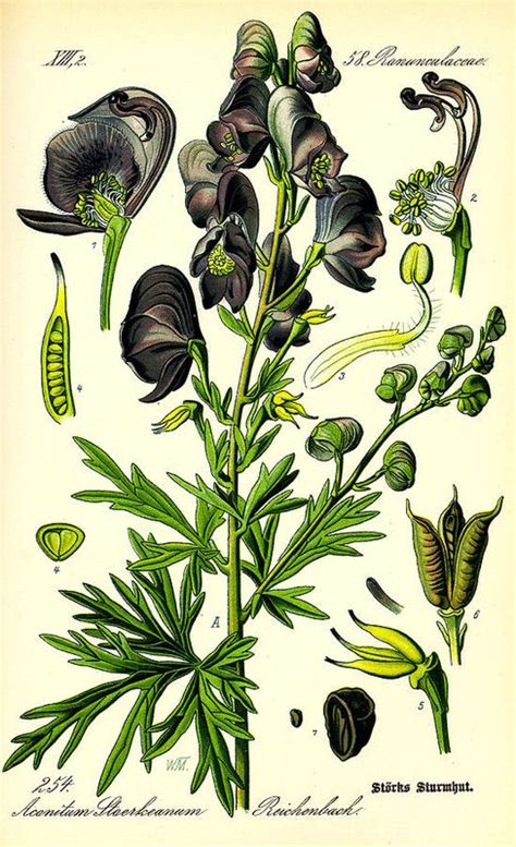 Wolfsbane Vintage Botanical Prints, Botanical Drawings, Botanical ...