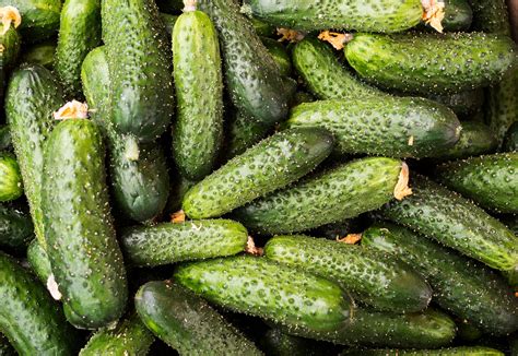 Tips for Harvesting Slicing and Pickling Cucumbers | When to harvest ...