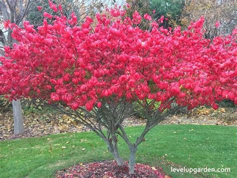 Burning Bush (Euonymus alatus) Information - Everything to Know Before Buying