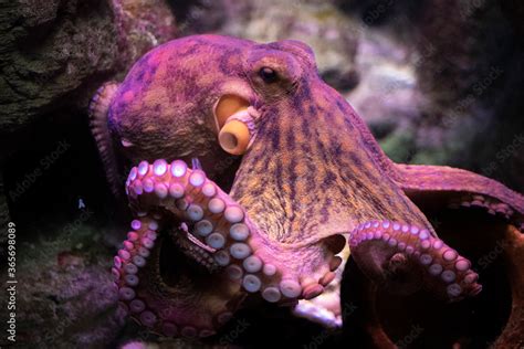 octopus in aquarium, sea life, ocean animals Stock Photo | Adobe Stock