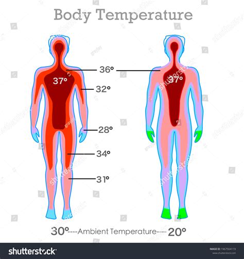 76 Core Body Temperature Images, Stock Photos & Vectors | Shutterstock