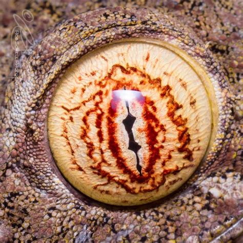 Uroplatus fimbriatus by Rob Schell - Photo 93067941 / 500px | Reptile eye, Reptile eyes, Iris eye