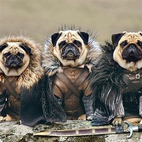 30 Pugs In Halloween Costumes To Warm Your Dark, Spooky Soul | Pugs ...